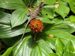 -中国科学院西双版纳热带植物园