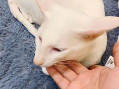 -飞行喵MR PILOT|猫舍·猫咖(静安大融城店)