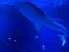 -烟台海昌鲸鲨海洋公园