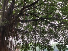 -荔湾湖公园
