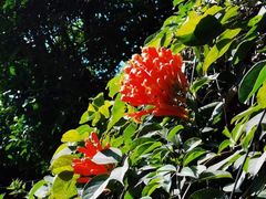 -狐尾山公园