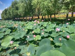 -北纬44度·金珠花海休闲农业旅游景区