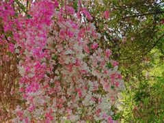 -深圳国际园林花卉博览园