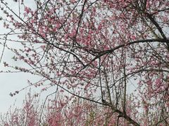 -常德桃花源景区