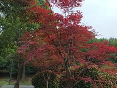 -苏州上方山国家森林公园