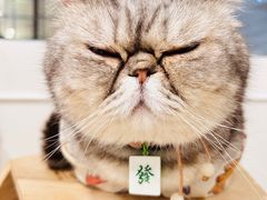 -楼上猫咖(罗湖店)