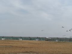 -盐城丹顶鹤湿地生态旅游区