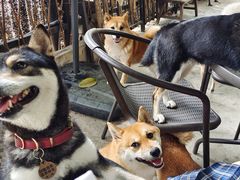 -柴犬高等学院·狗咖·柴犬售卖·宠物训练