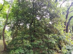 -杭州植物园