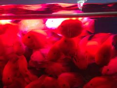 -泉州海丝野生动物世界