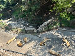 -大连森林动物园