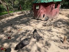 -青藏高原野生动物园