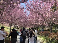 -古柏渡飞黄旅游区