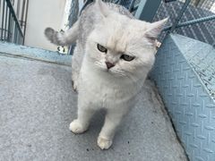 -喵屿·大理花园猫咖