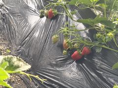 -南和农业嘉年华