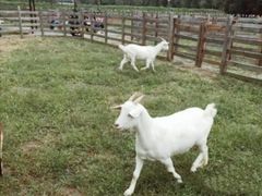 -前小桔亲子创意农场·草莓采摘·露营烧烤