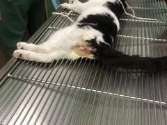 -瑞鹏宠物医院·超声·骨科·奇麟分院(蜀都万达店)