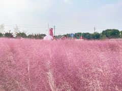 -鹅湖玫瑰文化园