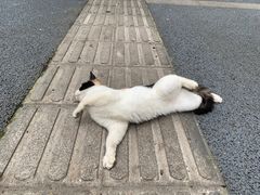 -朱大嘴肥肠血旺(福字街店)