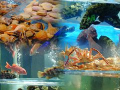 水产区-1718海鲜姿造(苏宁宴请臻选店)