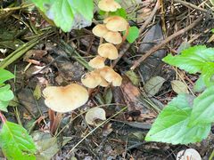-苍山感通索道