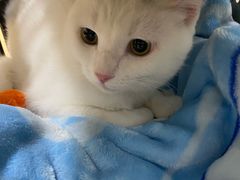 -瑞派·关忠动物医院·猫专科·犬专科(三环新城店)