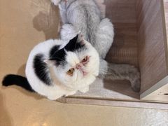 -藏猫猫咖啡主题馆(中央大道店)