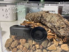 -酷以爬仙阁实体爬宠店·守宫·蜥蜴·专业繁育