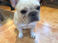 -more than meow吴止猫主题餐厅(承德 中船汇店)