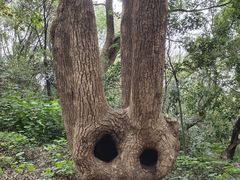 -上海佘山国家森林公园天马山园