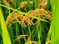 -河姆渡遗址博物馆