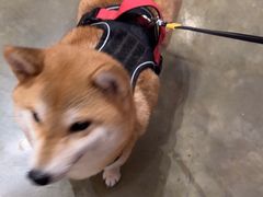 -PETKIT小佩宠物·低压洗护(国顺东路店)