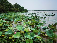 -东滩湿地公园观海楼餐厅