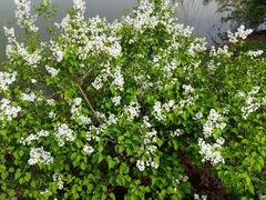-石家庄市植物园