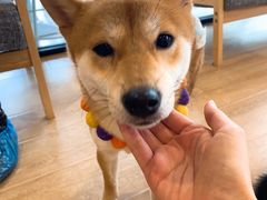 -南京Hallo宠物乐园·哈罗犬舍·柴犬繁育基地