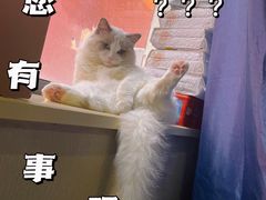 -喵百万·布偶·蓝金金渐层英短·猫舍(百子湾店)