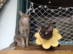 -喵屿·大理花园猫咖