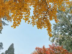 -三里屯东五街银杏大道