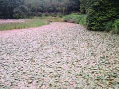 -南国桃园旅游度假区