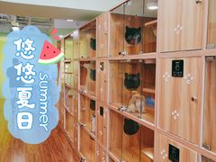 -猫十亿·布偶金渐层·曼基康矮脚猫舍(青年路店)