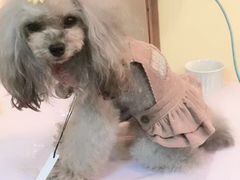 -志龙皇冠吃货椰子铺