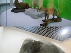 -国家自然博物馆