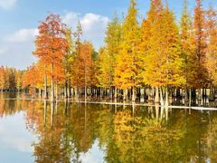 -白鹭湾湿地公园