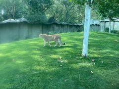 -北京野生动物园