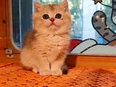 -欣宠猫屋·矮脚拿破仑·蓝金金渐层