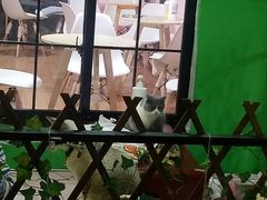 -李小姐の猫咖啡馆(五角场店)