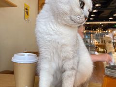-藏猫猫咖啡主题馆(中央大道店)