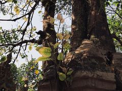 -西双版纳傣族园