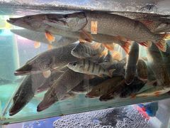 -煲来饱去冷水鱼