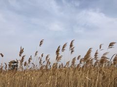 -盐城丹顶鹤湿地生态旅游区
